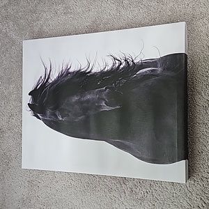 Black Stallion Canvas
